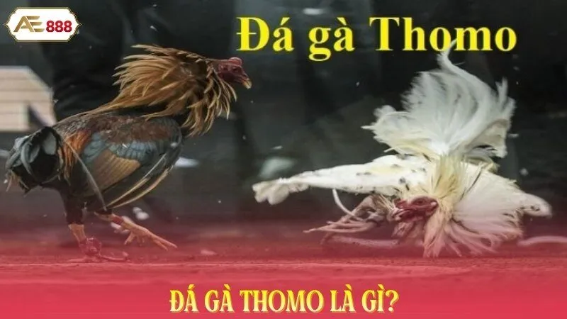 Đá gà Thomo là gì? 