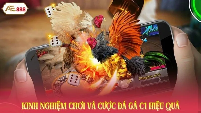 Kinh nghiệm chơi và cược đá gà C1 hiệu quả