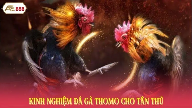 Kinh nghiệm đá gà Thomo cho tân thủ